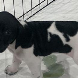 German Shorthaired Pointers from German Shorthair Pointers