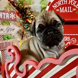 Horatio - Fawn male Pug puppy in Ferrum, Virginia from Menagerie Magnifique Pugs & Boston Terriers