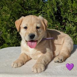 Purple Collar - Yellow female Labrador Retriever puppy in Yucca Valley, California from Beachn Ranch