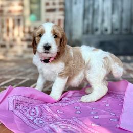 Pink (Mila) - Parti female Goldendoodle puppy in Celina, Texas from Kennedy Doodles