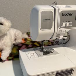 Maltese Puppies from TCBs Glowing Maltese