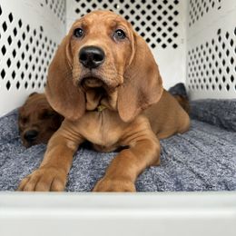 Lima - Redbone Coonhound puppy in Spokane, Washington from Redleaf Coonhounds