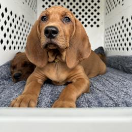 Lima - Redbone Coonhound puppy in Spokane, Washington from Redleaf Coonhounds