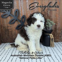 Everglades - Pink Collar - female Australian Mountain Doodle puppy in Oxford, Alabama from Magnolia Grove Doodles