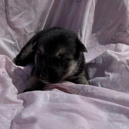 Freya - Black and tan female German Shepherd puppy in Perkasie, Pennsylvania from Twila Ruth Herot