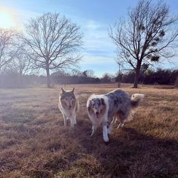 Collie and Yorkshire Terrier All Grown Up from Puppy Dog City