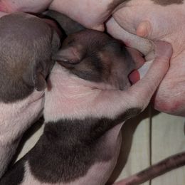 American Hairless Terrier Puppies from Bare Valley