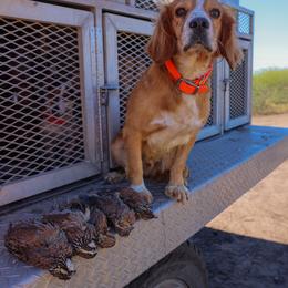 English Cocker Spaniel All Grown Up from Hawkeye Kennels