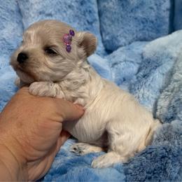 Gemma - White female Maltipoo puppy in Newport Beach, California from Exotic City Pomeranians and chihuahuas