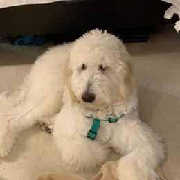 Archie - Goldendoodle