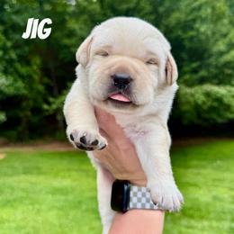 Jig - Yellow male Labrador Retriever puppy in Lenoir, North Carolina from Wooten Retrievers