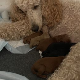 Poodle All Grown Up from Missy Trusty's Poodles