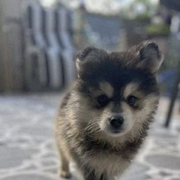 Pomsky Puppies from VooDoux Farms