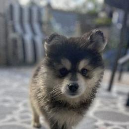 Pomsky Puppies from VooDoux Farms