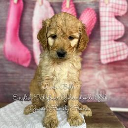 Lexie Belle English Teddybear - Apricot female Goldendoodle puppy in Grove, Oklahoma from Guinn Family Farms