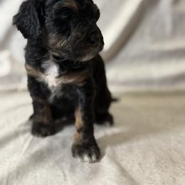 Cockapoo and Goldendoodle Puppies from Jax Doodles