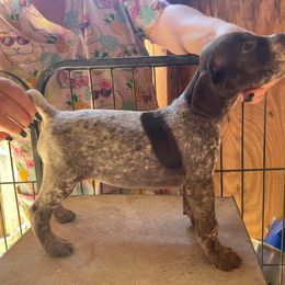 German Shorthaired Pointers and Goldendoodles from Grace Lynn Kennels
