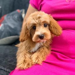 LeBron - Red male Cavapoo puppy in Apple Valley, California from Fletcher Fuzzy Friends