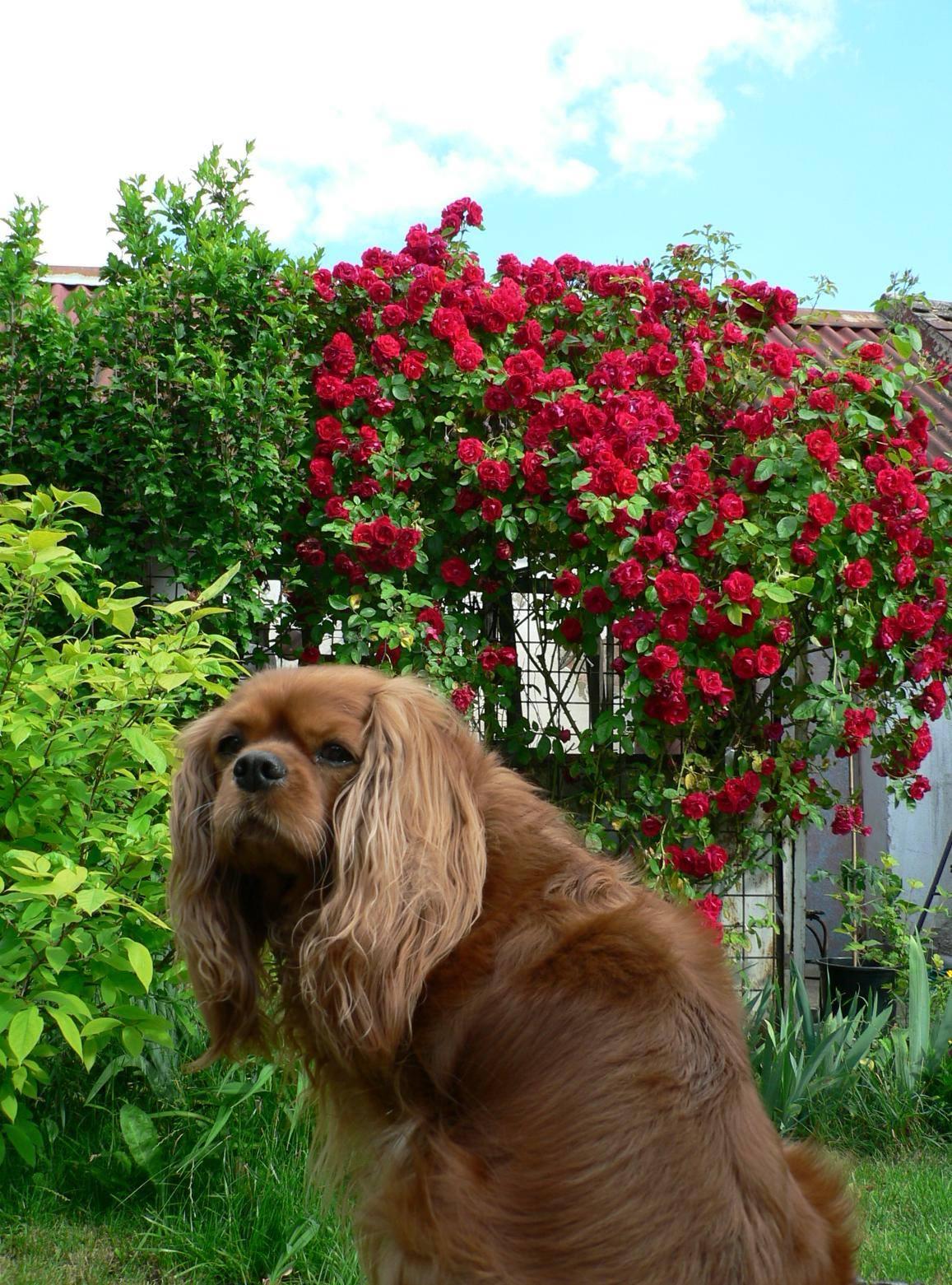 Bailey