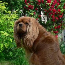 Bailey - Cavalier King Charles Spaniel