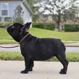 French Bulldog Puppies from Reds Frenchies