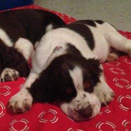 English Springer Spaniel Puppies from River’s Edge ~ English Springer Spaniels