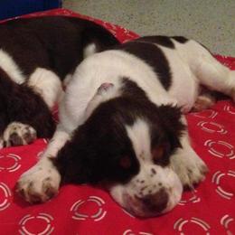 English Springer Spaniel Puppies from River’s Edge ~ English Springer Spaniels