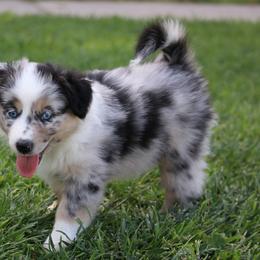 Australian Shepherd, Miniature American Shepherd, Miniature Australian Shepherd, and Toy Australian Shepherd Puppies from Painted Blue Aussies
