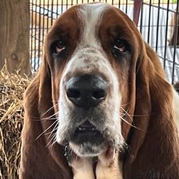 Elroy - Basset Hound