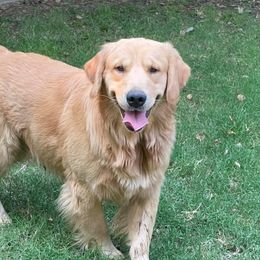Golden Retriever All Grown Up from Trisha Ferris' Golden Retrievers