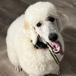 Poodles from J & J’s Standards