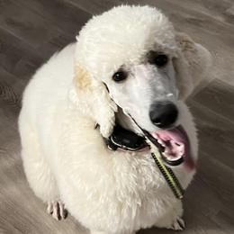 Poodles from J & J’s Standards