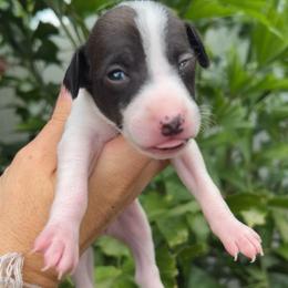 Dottie - White and black female Italian Greyhound puppy in Southwest Florida, Florida from Woofford Italian Greyhounds