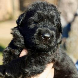 Hazzard - Black male German Shepherd puppy in Canton, Texas from WILDWOOD GERMAN SHEPHERDS