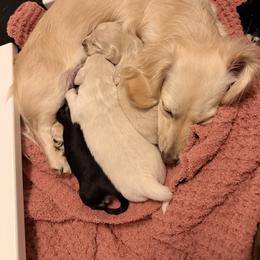 Dachshund Puppies from Brianna Bray