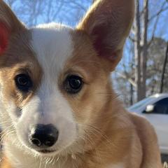 Pembroke Welsh Corgis from Red Fern Creek