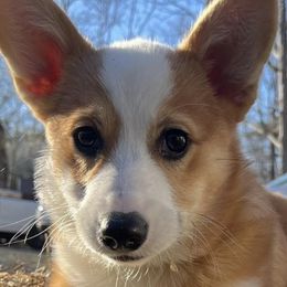 Pembroke Welsh Corgis from Red Fern Creek