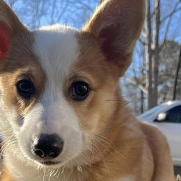 Pembroke Welsh Corgis from Red Fern Creek