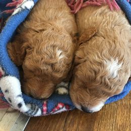 Goldendoodle and Shetland Sheepdog Puppies from Odyssey Kennels