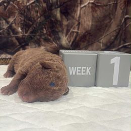 Blue Dot - Brown female Chesapeake Bay Retriever puppy in Wisconsin Dells, Wisconsin from Kilbourn Chesapeakes