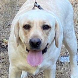 Deanna - Labrador Retriever