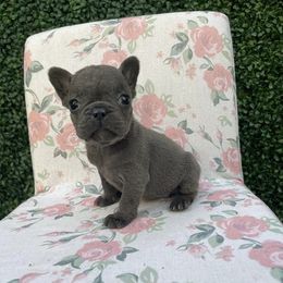French Bulldog Puppies from For the Luv of Frenchies