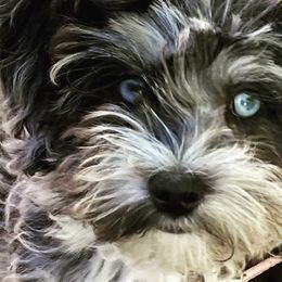 Aussiedoodles and Bernedoodles from GRand Doodles