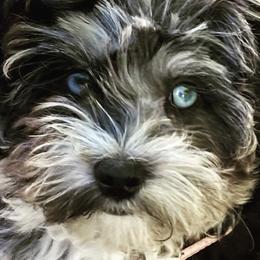 Aussiedoodles and Bernedoodles from GRand Doodles