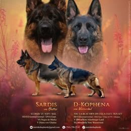 German Shepherd puppies from In Stride Shepherds