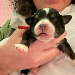 Viva - Tri-color female Bernedoodle puppy in Eagle Mountain, Utah from Liberty Farms Puppies