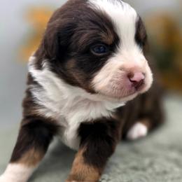 OAK - Red tri male Toy Australian Shepherd puppy in Viking, Minnesota from Son Shine Farm