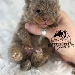 Girl 2 - Lavender female Pomeranian puppy in Willis, Texas from Treasured Jewels Pomeranians