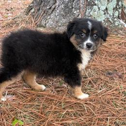 Truffle - Black tri female Miniature American Shepherd puppy in Leitchfield, Kentucky from Legendmaker MAS