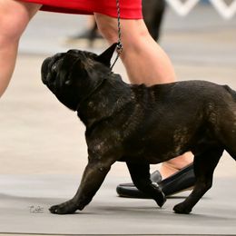 Rottweilers from Templinhaus Rottweilers